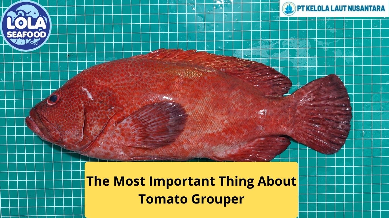 The Most Important Thing About Tomato Grouper